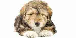 Canine bladder stones treat
