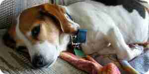 Treat Canine Diarrhea