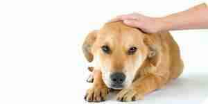 Stroking a pet dog Stroking a pet dog