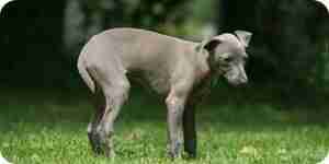 Treat Constipation in Dogs: Symptoms and Treatment