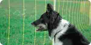 You install an invisible electric fence for dogs