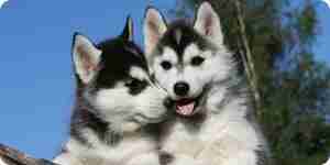 Learn about breeding dogs—information for dog breeders
