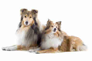 male vs female dogs