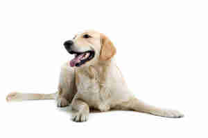 Symptoms and Treatment for Lyme Disease in Dogs