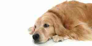 To handle canine incontinence: hormone imbalance and bladder weakness