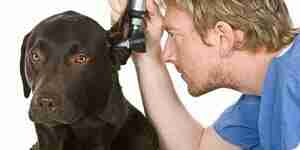 Treatment of canine ear infections: dog ear health