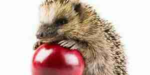 Care for a pet hedgehog