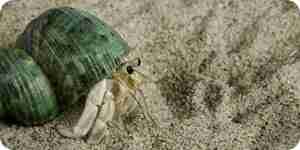 Create a hermit crab habitat: supplies, shells, Aquarium and food
