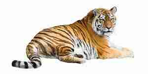 You can find exotic cats for sale: cat breeders