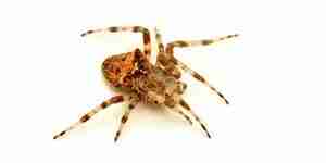 To kill a spider: spider pest control