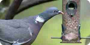 Set of pigeon traps