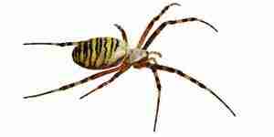 You can use products to the spider