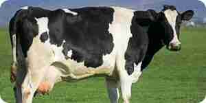 How to Find a Cow Parts Diagram: Cow Anatomy