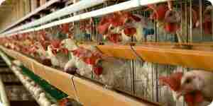 How to Build a New Chicken Coop