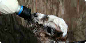 Maintain and feed the Baby goats