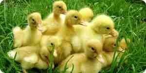How to Raise a Duck as a Pet