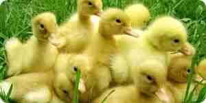 Raising Baby Ducks: Pet Care for Your Duckling
