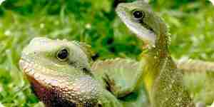 To keep green iguanas