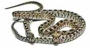 Snake traps