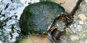 Do Turtles Eat