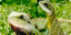 Take Care of Iguanas: Iguana Care Tips