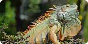 You treat your Iguana for mites