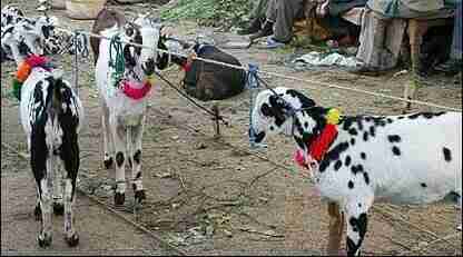 Celebrate the Islamic festival "Eid al-Adha